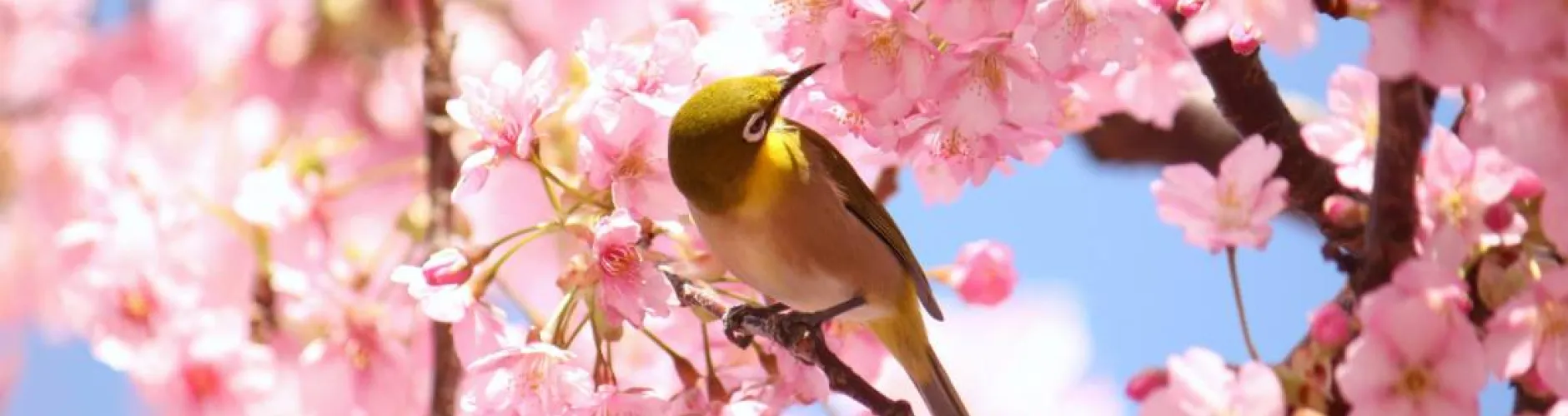 画像:四季の花暦