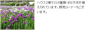 かわづ花菖蒲園